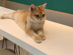 -飞行喵MR PILOT|猫舍·猫咖(静安大融城店)