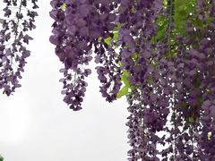 -嘉定紫藤园