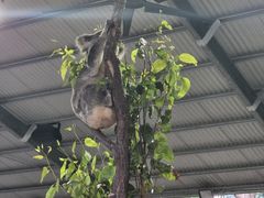 -可伦宾野生动物保护区