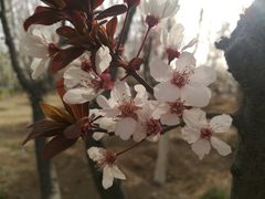 -永定河休闲森林公园