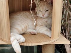 -小时光咖啡馆(北锣鼓巷店)