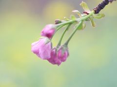 -天适樱花悠乐园