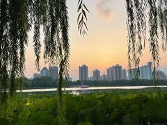 -莲花池公园