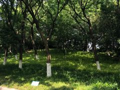-青枫公园