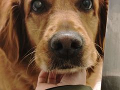 -趣玩宠物乐园寄养训犬训狗游泳池