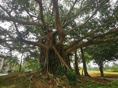 -御华麟·港奶·港包·港咖(解放路第二市场店)