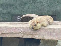 -沈阳森林动物园