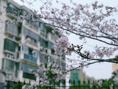-高东镇樱花园