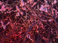 -香雪海