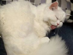 -佳雯宠物医院·皮肤科·内外科(春晓路分院)