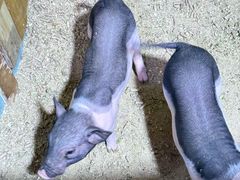 -正佳雨林生态植物园