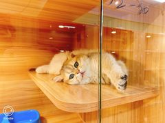 -猫十亿·布偶金渐层·曼基康矮脚猫舍(青年路店)