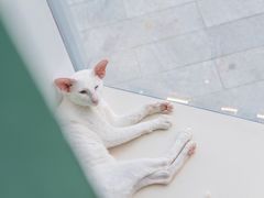 -飞行喵MR PILOT|猫舍·猫咖(静安大融城店)