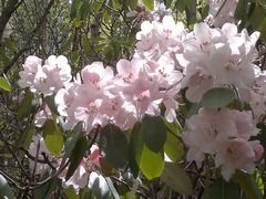 android_upload_pic-石卡雪山