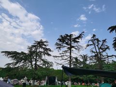 -青枫公园