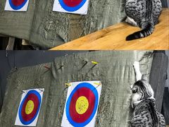 -蓝天射箭馆·专业射箭运动(诚丰广场店)