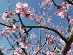 -顾村公园