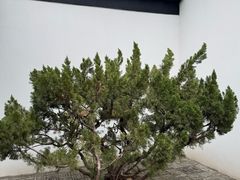 -南京市民俗博物馆(甘熙故居)