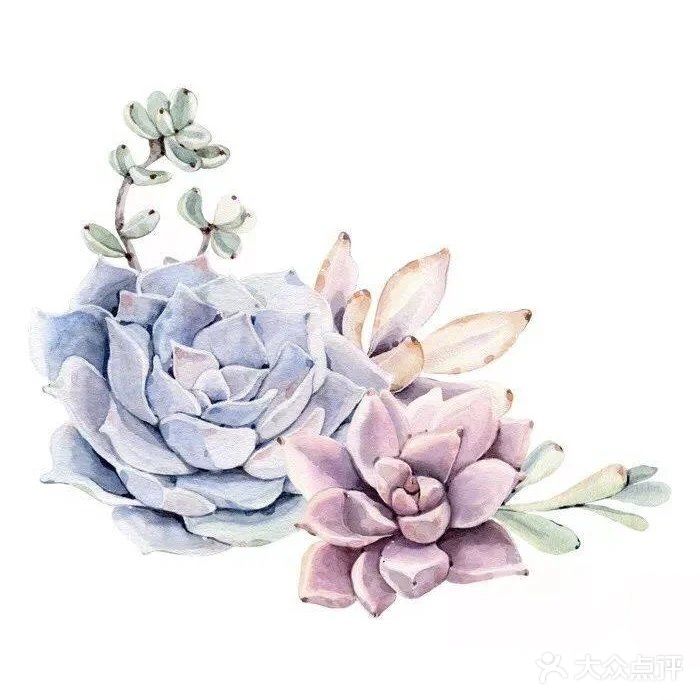 长在画里的多肉[调皮]