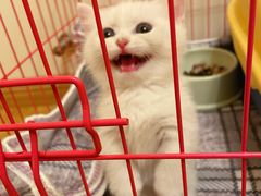 -欣宠猫屋·矮脚拿破仑·蓝金金渐层