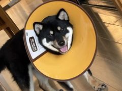 -嘉馨宠物医院·CT影像转诊·心脏科·犬猫全科诊疗中心(下沙大学城院区)
