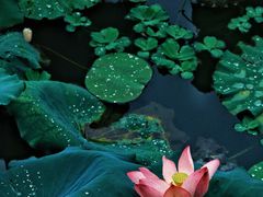 -荔湾湖公园