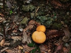 -素山寺森林公园