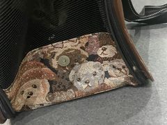 -爱侣宠医·鹦鹉专科·小型哺乳类·异宠专科(灵石路店)