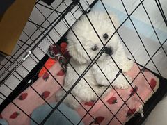 -pd派德宠物中心医院24H急重症·眼科中心·血液透析中心(嵩山北路店)