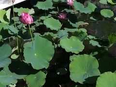 -莲花池公园