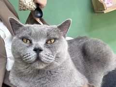 -松果猫咖(桐乡吾悦金街店)