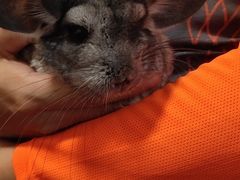 -瑞派·关忠动物医院·异宠专科·犬猫肿瘤·皮肤专科(望京店)