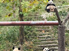 -中国大熊猫保护研究中心雅安碧峰峡基地