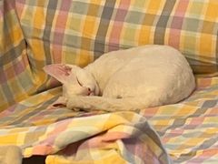 -糯米喵星人总部直营旗舰店·猫舍·幼猫出售