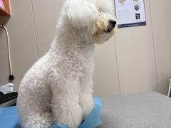 -创凡宠物医院·骨专科  猫科中心(西乡分院)