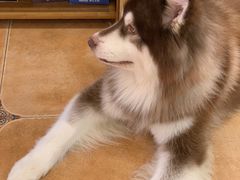-Let's go狗咖·猫咖·奶狗·桌游(春熙路IFS店)