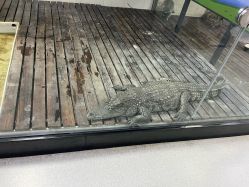 -未来动物城动物主题公园(大悦城店)