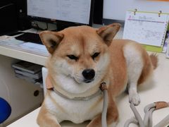 -宠颐生中康贝怡动物医院
