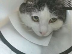 -宠颐生宠物医院·异宠猫科内科·诊疗中心宠巢店