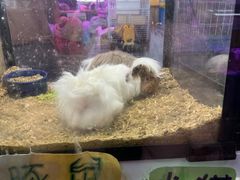 -花鸟鱼虫鲜花绿植市场(玉泉路店)