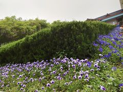 -嘉定紫藤园