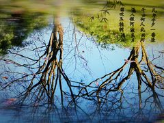 -八大山人梅湖景区