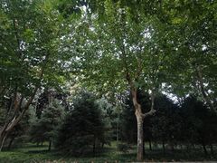 -郑州植物园