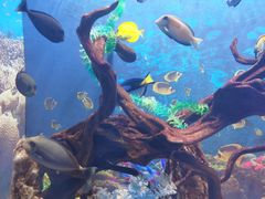 -烟台海昌鲸鲨海洋公园