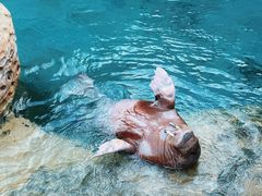 -珠海长隆海洋王国