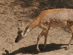 -青藏高原野生动物园