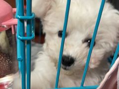 -翊宠yipet猫狗购宠庄园犬舍•猫舍