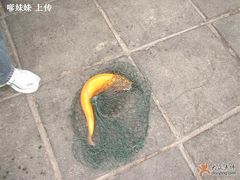 金鳟-北京水岸山吧度假村(雁栖镇店)