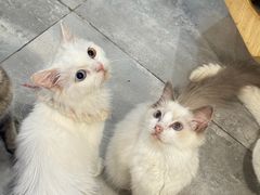 -楼上猫咖(罗湖店)