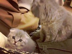 -猫色咖啡·猫咖